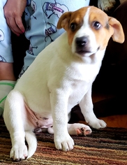 Medium Photo #1 Mutt Puppy For Sale in Garner, NC, USA