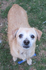 Cairn Corgi Dogs for adoption in phoenix, AZ, USA