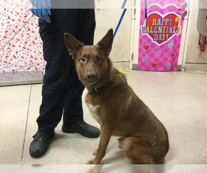 Australian Kelpie-Unknown Mix Dogs for adoption in Riverside, CA, USA