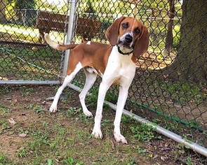 American Foxhound-Unknown Mix Dogs for adoption in Media, PA, USA