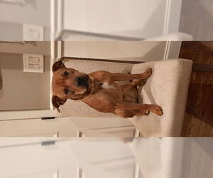 Bullboxer Pit Dogs for adoption in East Derry, NH, USA