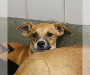 Chihuahua-Unknown Mix Dogs for adoption in San Antonio, TX, USA
