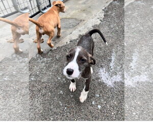 Mutt Dogs for adoption in Tracy City, TN, USA