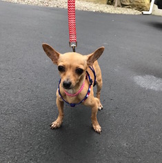 Chihuahua Dogs for adoption in Ridgefield, CT, USA