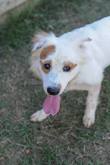 Border Collie Dogs for adoption in Jackson, MS, USA
