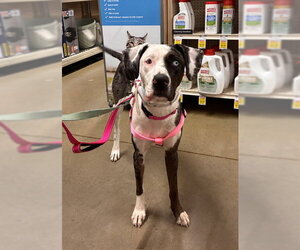 Catahoula Leopard Dog Dogs for adoption in Stanhope, NJ, USA