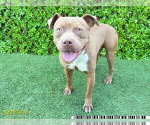 American Pit Bull Terrier Dogs for adoption in West Palm Beach, FL, USA