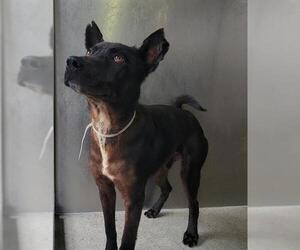 German Shepherd Dog-Unknown Mix Dogs for adoption in Downey, CA, USA