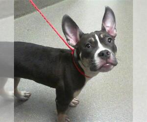 American Pit Bull Terrier-Bulldog Mix Dogs for adoption in Las Vegas, NV, USA
