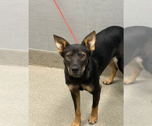German Shepherd Dog-Unknown Mix Dogs for adoption in Las Vegas, NV, USA