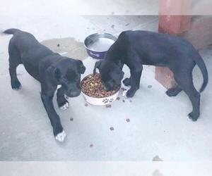 Lab-Pointer Dogs for adoption in Tehachapi, CA, USA