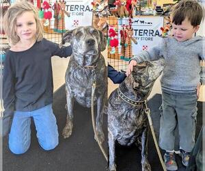 Medium Photo #17 Catahoula Leopard Dog-Unknown Mix Puppy For Sale in Rootstown, OH, USA