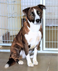 Small Border Collie Mix