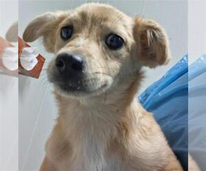 Chihuahua Dogs for adoption in Bakersfield, CA, USA