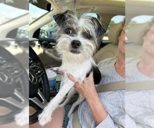 Ratshi Terrier Dogs for adoption in San Antonio, TX, USA