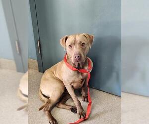 Labmaraner Dogs for adoption in Newton, NC, USA