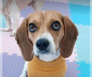 Beagle Dogs for adoption in San Ramon, CA, USA
