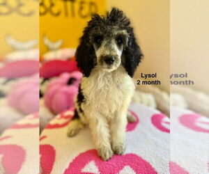 Poodle (Standard) Dogs for adoption in Studio City, CA, USA