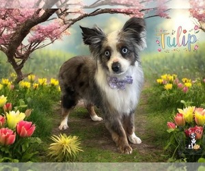 Australian Shepherd Dogs for adoption in Uwchlan, PA, USA