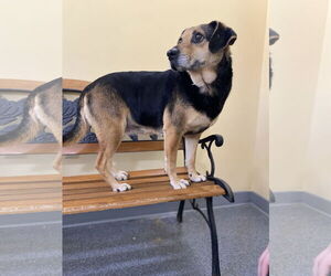 Beagle-Unknown Mix Dogs for adoption in Low Moor, VA, USA