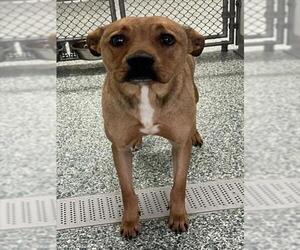 American Pit Bull Terrier Dogs for adoption in Salisbury, NC, USA
