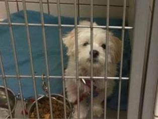 Maltese-Unknown Mix Dogs for adoption in Saint Paul, MN, USA