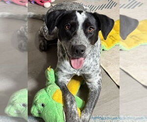 Mutt Dogs for adoption in San Leon, TX, USA