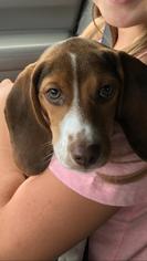 Medium Photo #1 Beagle Puppy For Sale in Royal Palm Beach, FL, USA