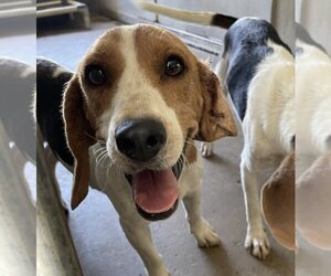 Beagle Dogs for adoption in PIPE CREEK, TX, USA