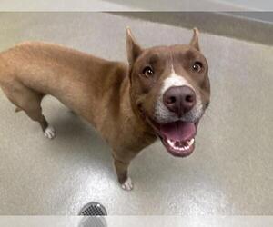 German Shepherd Dog-Unknown Mix Dogs for adoption in Las Vegas, NV, USA