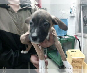American Pit Bull Terrier-Unknown Mix Dogs for adoption in Oklahoma City, OK, USA