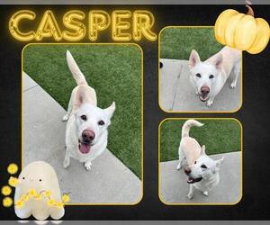 German Shepherd Dog Dogs for adoption in Pearland, TX, USA