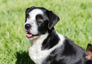 View Ad Basset Hound French Bulldog Mix Dog For Adoption Near