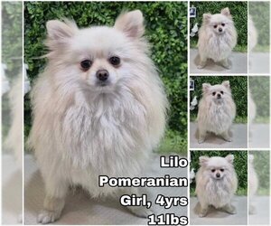 Pomeranian Dogs for adoption in Seattle, WA, USA