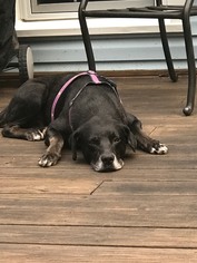 Labrador Retriever Dogs for adoption in Centreville, VA, USA