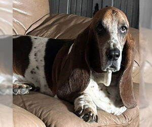 Basset Hound Dogs for adoption in Deepwater, NJ, USA