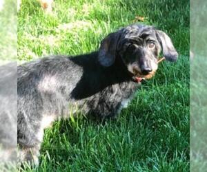 Dachshund Dogs for adoption in Pleasant Hill, CA, USA
