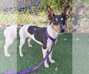 Rat Terrier Dogs for adoption in Woodland, CA, USA