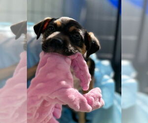 Beagle-Unknown Mix Dogs for adoption in Tempe , AZ, USA