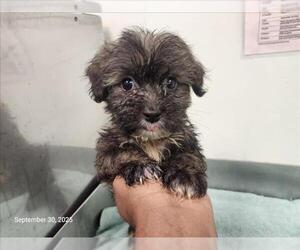 Poodle (Miniature)-Unknown Mix Dogs for adoption in Santa Cruz, CA, USA