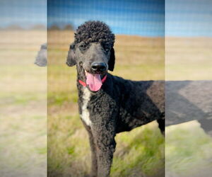 Poodle (Standard) Dogs for adoption in Pacolet, SC, USA