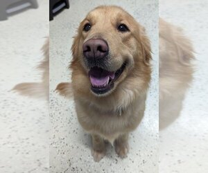 Golden Retriever Dogs for adoption in Muskegon, MI, USA