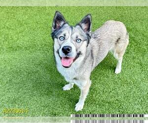 - Mix Dogs for adoption in West Palm Beach, FL, USA