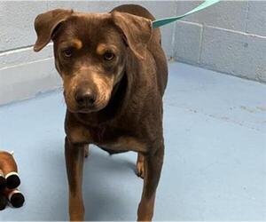 Doberman Pinscher-Unknown Mix Dogs for adoption in Moreno Valley, CA, USA