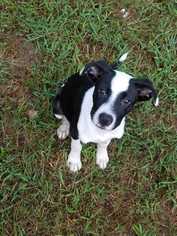 Border Collie Dogs for adoption in Bronx, NY, USA