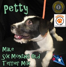 Mutt Dogs for adoption in Nicholasville, KY, USA