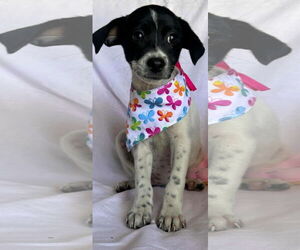 Labrador Retriever-Unknown Mix Dogs for adoption in NYC, NY, USA