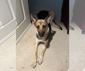 German Shepherd Dog-Unknown Mix Dogs for adoption in Brewster, NY, USA