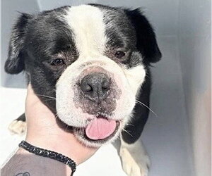 Bulldog-Unknown Mix Dogs for adoption in Houston, TX, USA