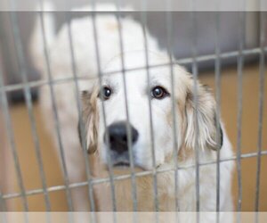 Great Pyrenees Dogs for adoption in Martinez, CA, USA